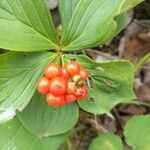 Cornus canadensis Froito