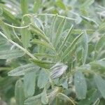 Vicia lens Hoja