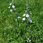 Veronica gentianoides Flower