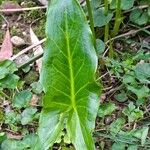 Arum cylindraceum葉