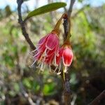 Pichonia deplanchei Flower