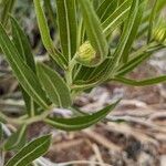 Scabrethia scabra Leaf