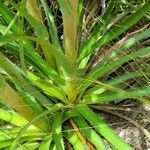 Eryngium horridum Leaf