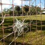 Tillandsia recurvata Blad