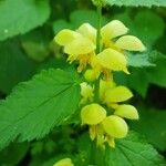 Lamium galeobdolon 花
