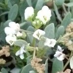 Cochlearia anglica Blüte