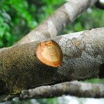 Cynometra mannii Rinde