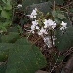 Clerodendrum indicum Blomst