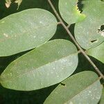 Dalbergia melanocardium برگ