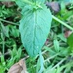 Stellaria aquatica Blad