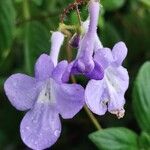 Streptocarpus saxorumFlower