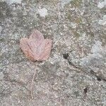 Acer opalus List