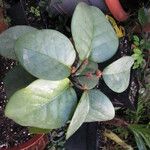Phyllanthus macrochorion Leaf