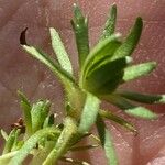 Saxifraga moschata Blad