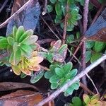 Vaccinium macrocarpon Leaf