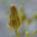 Pilosella piloselloides Fruit