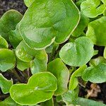 Cochlearia officinalis Leaf