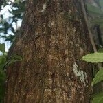 Manilkara bidentata Corteza