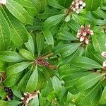 Pieris japonica 葉