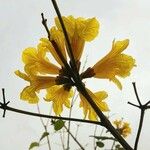 Handroanthus chrysanthus Цвят