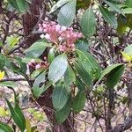 Kalmia latifolia花