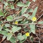 Melhania ovata Costuma