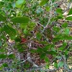 Vaccinium arboreum Fruit