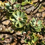 Cyathopsis albicans Leaf