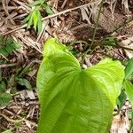 Echinodorus grandiflorus Folha