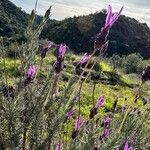 Lavandula pedunculata Blüte