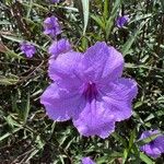 Ruellia simplex Çiçek