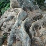 Ficus altissima Облик