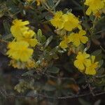 Helianthemum squamatum Flor
