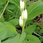 Polygonatum odoratum Kvet