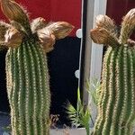 Echinopsis schickendantzii Flor