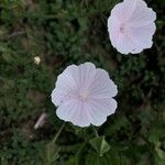 Malva hispanica Blomma