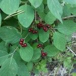 Lonicera xylosteum Fruit