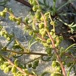 Artemisia campestris Fuelha