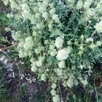 Thymus mastichina Blomst