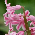Hyacinthus orientalis Flower