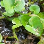 Heteranthera reniformis Likasa