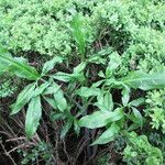 Dracunculus vulgaris Feuille