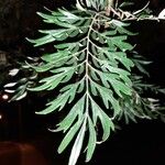 Grevillea robusta Folha