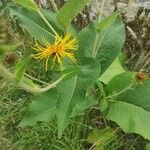 Inula heleniumLiść