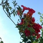 Campsis grandiflora Blomst