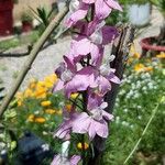 Delphinium ajacisKvet
