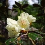 Rhododendron lanatum Blomma