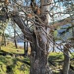 Quercus garryana Corteza