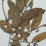 Caraipa parvifolia Drugo