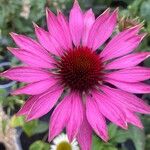 Echinacea purpurea പുഷ്പം